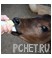 Теленок, кормление Теленок, кормление