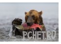 Медведь, мокрый, река, когти, добыча, коричневый, лосось, умение Медведь, мокрый, река, когти, добыча, коричневый, лосось, умение