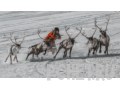 Традиция, север, снег, соревнование, рога, санки, скорость, олень Традиция, север, снег, соревнование, рога, санки, скорость, олень