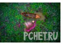 Лодка, лотос, букет, азия, река, работа, весло, обилие Лодка, лотос, букет, азия, река, работа, весло, обилие
