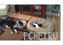 Книга, наглость, подушка, ковер, растение, кошка, отдых, собака, сон, паркет, ошейник Книга, наглость, подушка, ковер, растение, кошка, отдых, собака, сон, паркет, ошейник