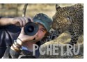 Фотограф, мужчина, кепка, любопытный, друг, камера, сено, гепард Фотограф, мужчина, кепка, любопытный, друг, камера, сено, гепард