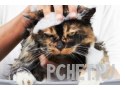Забота, мокрый, гигиена, рука, кошка, пена, купание, таз Забота, мокрый, гигиена, рука, кошка, пена, купание, таз