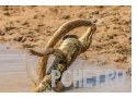 Вода, брызги, схватка, добыча, хищник, змея, песок, тень Вода, брызги, схватка, добыча, хищник, змея, песок, тень