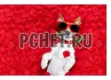 Очки, фотомонтаж, ошейник, собака, роза, красный, лепесток Очки, фотомонтаж, ошейник, собака, роза, красный, лепесток