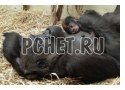 Орангутан, безопасно, забота, отдых, маленький, зоопарк, мама, солома Орангутан, безопасно, забота, отдых, маленький, зоопарк, мама, солома