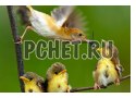 Птица, насекомое, клюв, забота, мама, крыло, фауна, ветка Птица, насекомое, клюв, забота, мама, крыло, фауна, ветка
