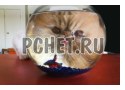 Аквариум, любопытный, вода, глаза, кошка, стол, язык, рыба Аквариум, любопытный, вода, глаза, кошка, стол, язык, рыба