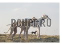 Быстрый, ошейник, порода, три, небо, грейхаунд, собака Быстрый, ошейник, порода, три, небо, грейхаунд, собака