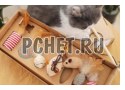 Кошка, вервка, перо, палка, игрушка, коробка, растение, стол, выбор Кошка, вервка, перо, палка, игрушка, коробка, растение, стол, выбор