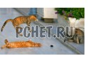 Хвост, прыжок, растение, играть, три, кошка, горшок Хвост, прыжок, растение, играть, три, кошка, горшок