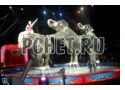 Освещение, неволя, цирк, арена, вервка, умение, слон, три Освещение, неволя, цирк, арена, вервка, умение, слон, три