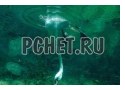 Водоросли, лебедь, вода, глубина, нырять, дно, шея Водоросли, лебедь, вода, глубина, нырять, дно, шея