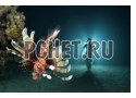 Глубина, силуэт, песок, коралл, дно, океан, моллюск Глубина, силуэт, песок, коралл, дно, океан, моллюск