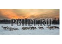 Закат, север, стадо, олень, быстрый, скорость, снег, лес Закат, север, стадо, олень, быстрый, скорость, снег, лес