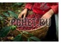 Работа, кофе, ветка, рука, урожай, корзина, лист Работа, кофе, ветка, рука, урожай, корзина, лист