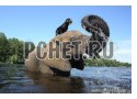 Брызги, слон, вода, дружба, плавать, бивни, собака, хобот Брызги, слон, вода, дружба, плавать, бивни, собака, хобот