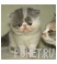 Котенок Котенок