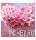 Розовый Розовый