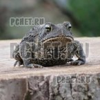 Ответы на игру Мы из СССР Ответы на игру Мы из СССР