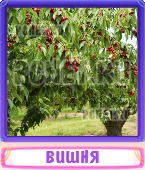 Прятки слов 5 Букв