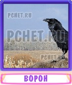 Прятки слов 5 Букв