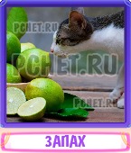 Прятки слов 5 Букв