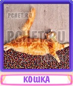 Прятки слов 5 Букв