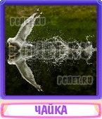 Прятки слов 5 Букв