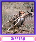 Прятки слов 6 Букв