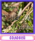 Прятки слов 7 Букв