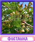 Прятки слов 8 Букв