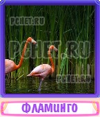 Прятки слов 8 Букв
