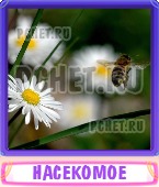 Прятки слов 9 Букв