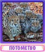 Прятки слов 9 Букв