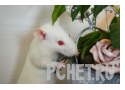 Ответы на игру Слова в связке 3 Ответы на игру Слова в связке 3