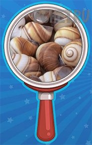 Уровень 117 ответ: Морская ракушка