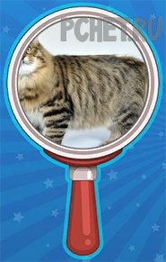 Уровень 93 ответ: Кошка