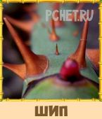 Птица Говорун 3 Буквы Птица Говорун 3 Буквы