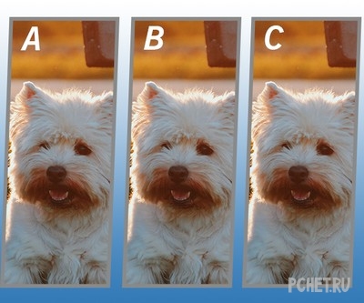 Ответы на Quiz Diva - Spot The Difference Puppy