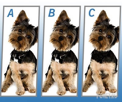 Ответы на Quiz Diva - Spot The Difference Puppy