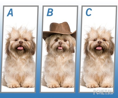 Ответы на Quiz Diva - Spot The Difference Puppy