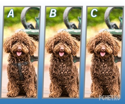 Ответы на Quiz Diva - Spot The Difference Puppy