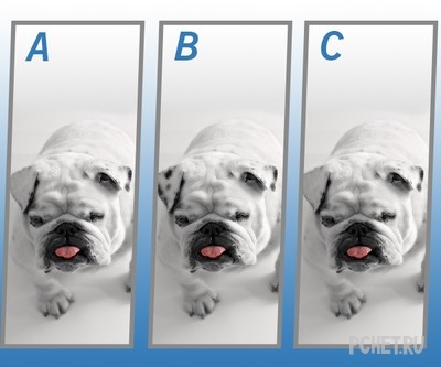 Ответы на Quiz Diva - Spot The Difference Puppy