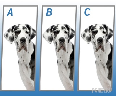 Ответы на Quiz Diva - Spot The Difference Puppy