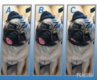 Ответы на Quiz Diva - Spot The Difference Puppy