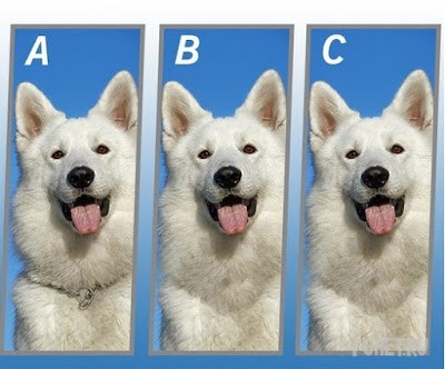 Ответы на Quiz Diva - Spot The Difference Puppy