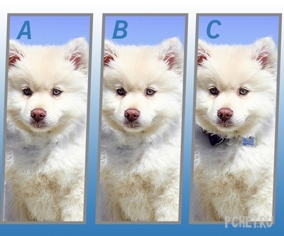 Ответы на Quiz Diva - Spot The Difference Puppy