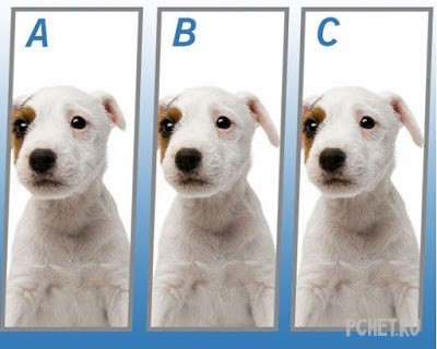 Ответы на Quiz Diva - Spot The Difference Puppy