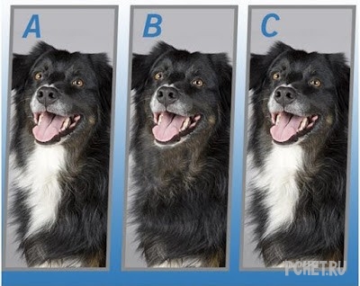 Ответы на Quiz Diva - Spot The Difference Puppy